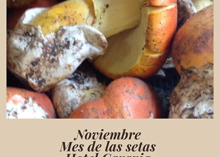 Hotel Caravia فندق كارافيا